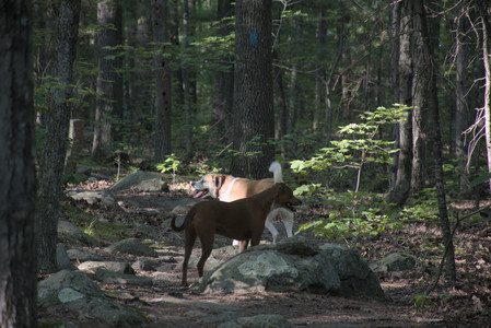 20250808_Dog Park__DSC0240_.jpg