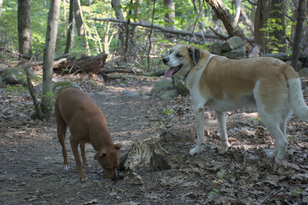 20250808_Dog Park__DSC0252_.jpg