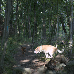 20250808_Dog Park__DSC0268_.jpg