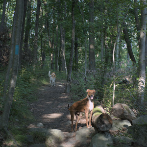 20250808_Dog Park__DSC0277_.jpg