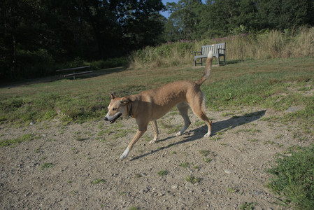 20250808_Dog Park__DSC0286_.jpg