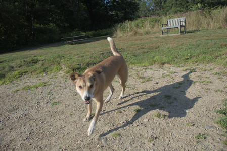 20250808_Dog Park__DSC0287_.jpg