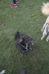 20250808_Dog Park__DSC0296_.jpg