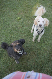 20250808_Dog Park__DSC0297_.jpg