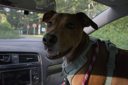 20250808_Dog Park__DSC0299_.jpg