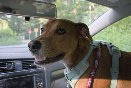 20250808_Dog Park__DSC0300_.jpg