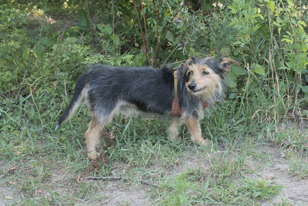 20250810_Dog Park and RC Plane__DSC0032_.jpg