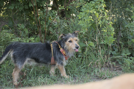 20250810_Dog Park and RC Plane__DSC0035_.jpg