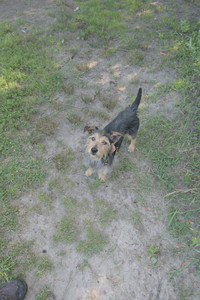 20250810_Dog Park and RC Plane__DSC0036_.jpg