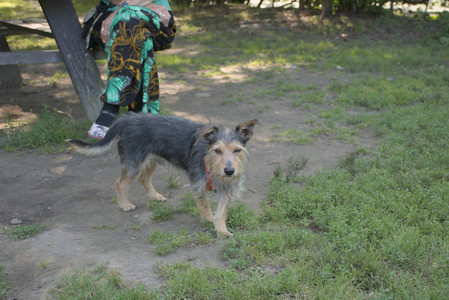 20250810_Dog Park and RC Plane__DSC0049_.jpg