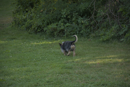 20250810_Dog Park and RC Plane__DSC0053_.jpg