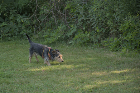 20250810_Dog Park and RC Plane__DSC0056_.jpg