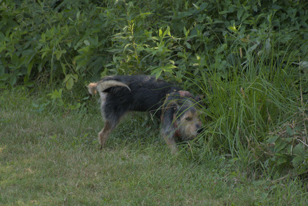 20250810_Dog Park and RC Plane__DSC0057_.jpg