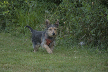 20250810_Dog Park and RC Plane__DSC0058_.jpg