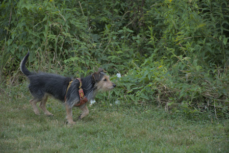 20250810_Dog Park and RC Plane__DSC0063_.jpg