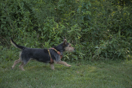 20250810_Dog Park and RC Plane__DSC0066_.jpg