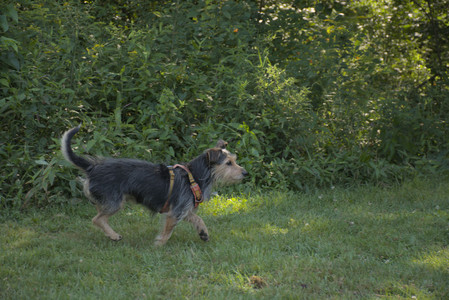 20250810_Dog Park and RC Plane__DSC0067_.jpg