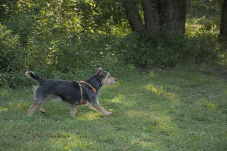 20250810_Dog Park and RC Plane__DSC0068_.jpg