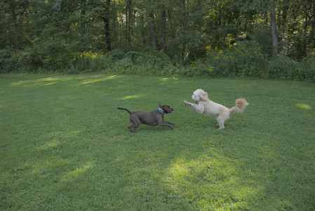 20250810_Dog Park and RC Plane__DSC0070_.jpg