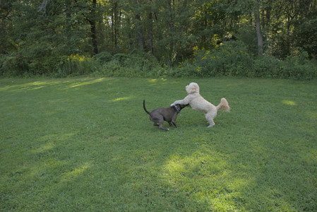 20250810_Dog Park and RC Plane__DSC0071_.jpg