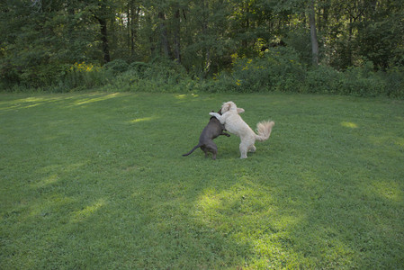 20250810_Dog Park and RC Plane__DSC0072_.jpg