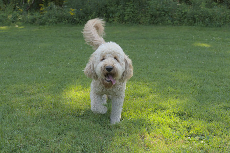 20250810_Dog Park and RC Plane__DSC0076_.jpg