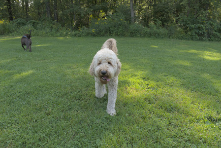20250810_Dog Park and RC Plane__DSC0078_.jpg