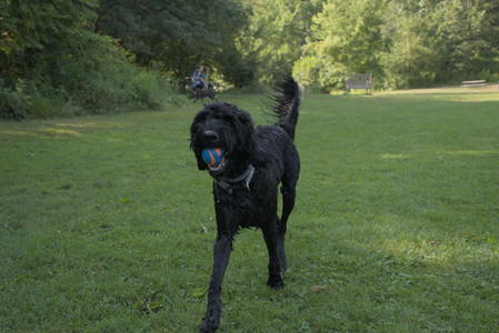 20250810_Dog Park and RC Plane__DSC0083_.jpg