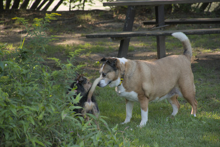 20250810_Dog Park and RC Plane__DSC0087_.jpg
