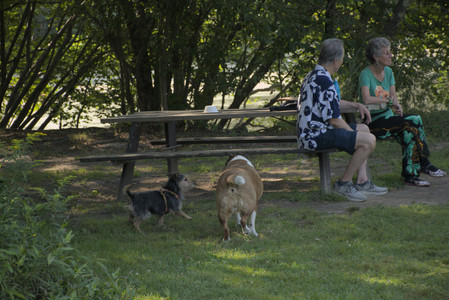 20250810_Dog Park and RC Plane__DSC0090_.jpg