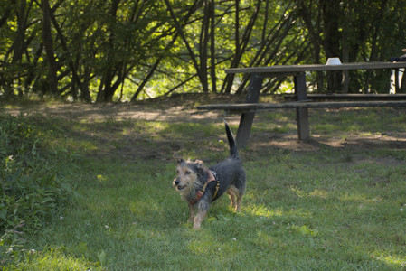 20250810_Dog Park and RC Plane__DSC0095_.jpg