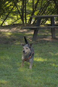 20250810_Dog Park and RC Plane__DSC0096_.jpg