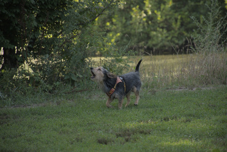 20250810_Dog Park and RC Plane__DSC0101_.jpg