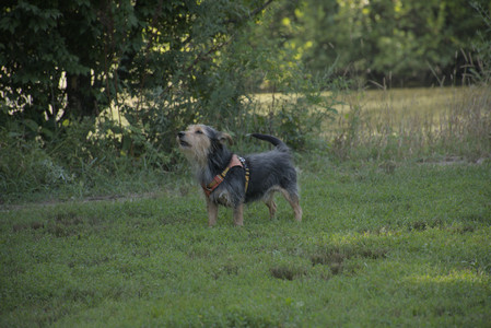 20250810_Dog Park and RC Plane__DSC0104_.jpg