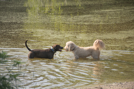 20250810_Dog Park and RC Plane__DSC0112_.jpg