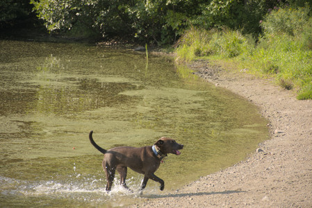 20250810_Dog Park and RC Plane__DSC0116_.jpg