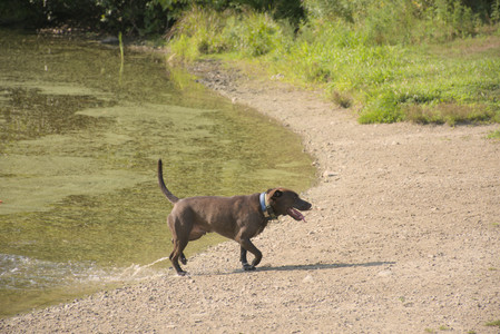 20250810_Dog Park and RC Plane__DSC0118_.jpg