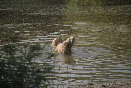20250810_Dog Park and RC Plane__DSC0120_.jpg