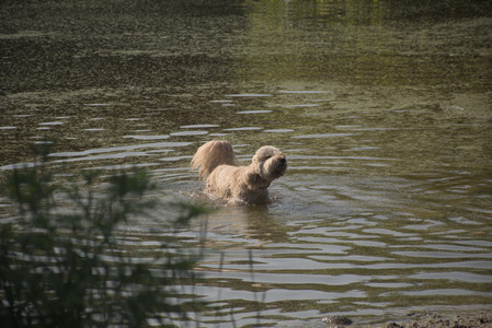 20250810_Dog Park and RC Plane__DSC0121_.jpg