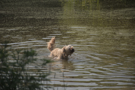 20250810_Dog Park and RC Plane__DSC0123_.jpg