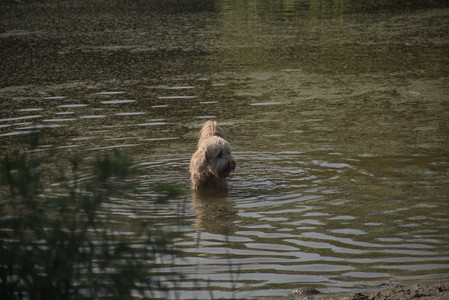 20250810_Dog Park and RC Plane__DSC0124_.jpg