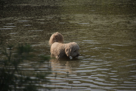 20250810_Dog Park and RC Plane__DSC0125_.jpg