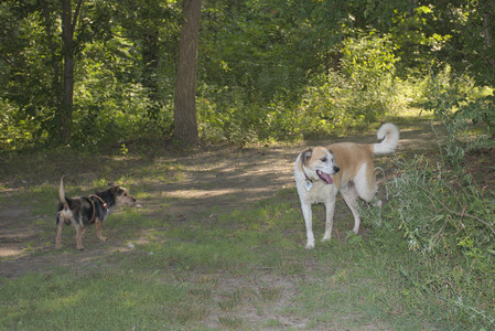 20250810_Dog Park and RC Plane__DSC0127_.jpg