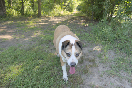 20250810_Dog Park and RC Plane__DSC0131_.jpg