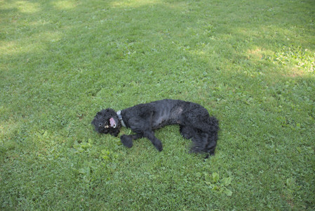 20250810_Dog Park and RC Plane__DSC0146_.jpg