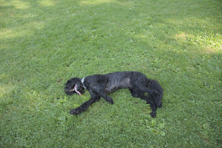 20250810_Dog Park and RC Plane__DSC0147_.jpg