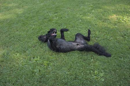 20250810_Dog Park and RC Plane__DSC0148_.jpg