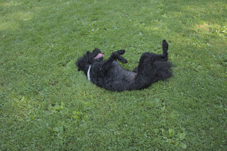 20250810_Dog Park and RC Plane__DSC0149_.jpg