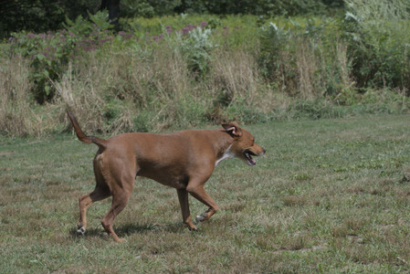 20250824_Dog park and Imby__DSC0018_.jpg