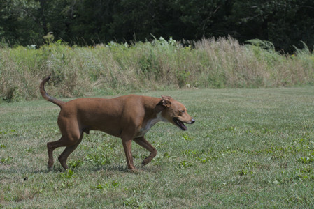 20250824_Dog park and Imby__DSC0019_.jpg